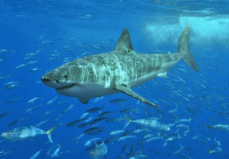 Endangered Great White Shark